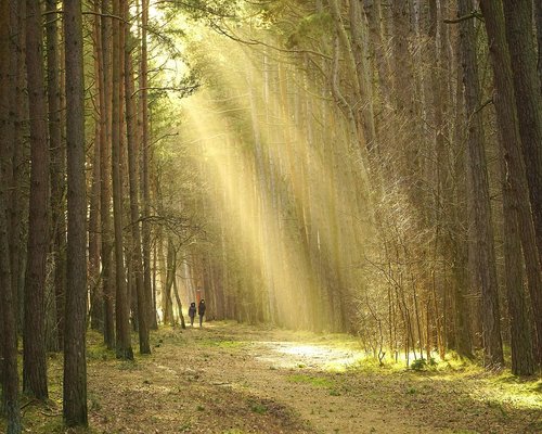 A walking path in an Indonesian residential complex with a green environment during morning hours